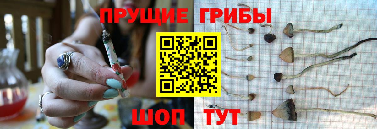 Донской  Галлюциногенные грибы Cubensis  хочу   Вход с VPN 
